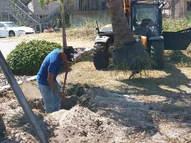 New Trees at Gulf to Bay<br> Photo by Don Pease -  Slide  2